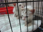 White Kittens With Orange Tail - Domestic Short Hair Cat