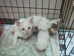 White Kittens With Orange Tail - Domestic Short Hair Cat