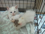 White Kittens With Orange Tail - Domestic Short Hair Cat