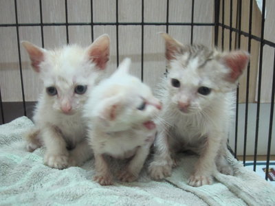 White Kittens With Orange Tail - Domestic Short Hair Cat