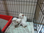 White Kittens With Orange Tail - Domestic Short Hair Cat