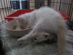 White Kittens With Orange Tail - Domestic Short Hair Cat