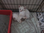 White Kittens With Orange Tail - Domestic Short Hair Cat