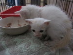 White Kittens With Orange Tail - Domestic Short Hair Cat