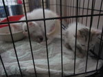 White Kittens With Orange Tail - Domestic Short Hair Cat