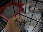 White Kittens With Orange Tail - Domestic Short Hair Cat