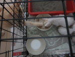 White Kittens With Orange Tail - Domestic Short Hair Cat