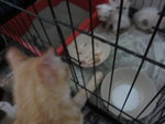 White Kittens With Orange Tail - Domestic Short Hair Cat