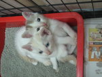 White Kittens With Orange Tail - Domestic Short Hair Cat