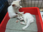 White Kittens With Orange Tail - Domestic Short Hair Cat