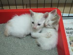 White Kittens With Orange Tail - Domestic Short Hair Cat