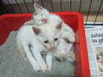 White Kittens With Orange Tail - Domestic Short Hair Cat