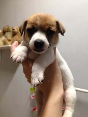 Jack Russell Terrier - Jack Russell Terrier Dog