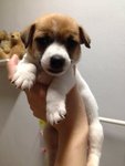 Jack Russell Terrier - Jack Russell Terrier Dog