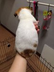 Jack Russell Terrier - Jack Russell Terrier Dog