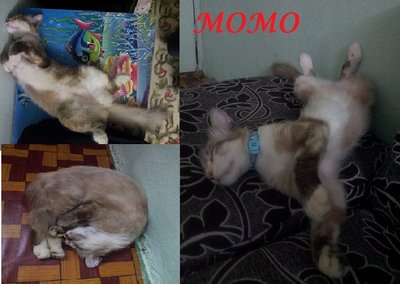 Momo - Domestic Medium Hair Cat