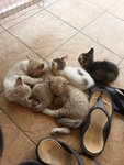 5 Kitties - Domestic Short Hair Cat