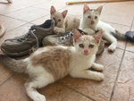 5 Kitties - Domestic Short Hair Cat