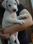 1 Stray Pupp - Whity - Mixed Breed Dog