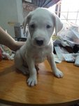 1 Stray Pupp - Whity - Mixed Breed Dog