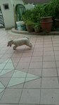 1 Stray Pupp - Whity - Mixed Breed Dog