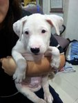 1 Stray Pupp - Whity - Mixed Breed Dog