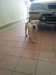 1 Stray Pupp - Whity - Mixed Breed Dog