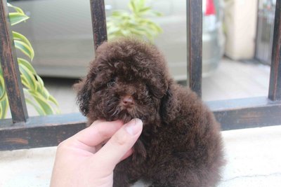 Chocolate Tiny Poodle Puppy Mka  - Poodle Dog