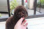 Chocolate Tiny Poodle Puppy Mka  - Poodle Dog