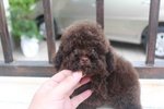 Chocolate Tiny Poodle Puppy Mka  - Poodle Dog