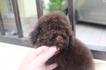 Chocolate Tiny Poodle Puppy Mka  - Poodle Dog