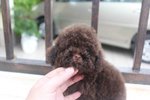 Chocolate Tiny Poodle Puppy Mka  - Poodle Dog