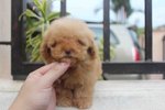  Brown Female Tiny Poodle Puppy - Poodle Dog