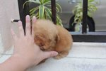  Brown Female Tiny Poodle Puppy - Poodle Dog