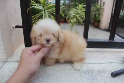 Super Tiny Creamy Poodle Puppy - Poodle Dog