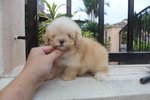 Super Tiny Creamy Poodle Puppy - Poodle Dog