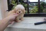 Super Tiny Creamy Poodle Puppy - Poodle Dog