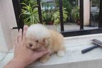 Super Tiny Creamy Poodle Puppy - Poodle Dog