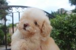 Super Tiny Creamy Poodle Puppy - Poodle Dog