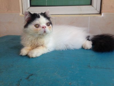 Alpha Leader - Persian Cat