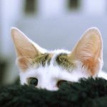 Memey - Domestic Short Hair Cat