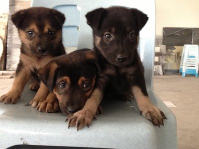 Siew Mai, Har Gow, Darn Tart - Mixed Breed Dog