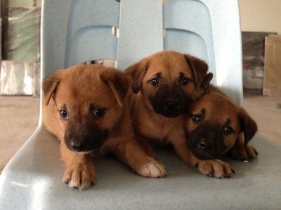 Cha Siu Bao,lai Wong Bao,dau Sa Bao - Mixed Breed Dog