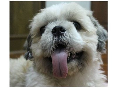 Shih Tzu - Shih Tzu Dog