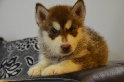 Husky - Blue Eyes Red Copper - Husky Dog