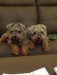 Doodle &amp; Noodle - Mixed Breed Dog