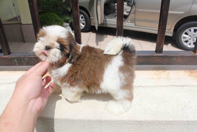 Tiny &amp; T-cup Shih Tzu Puppy - Shih Tzu Dog