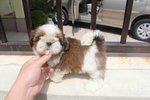 Tiny &amp; T-cup Shih Tzu Puppy - Shih Tzu Dog