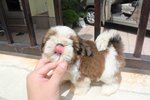 Tiny &amp; T-cup Shih Tzu Puppy - Shih Tzu Dog