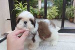 Tiny &amp; T-cup Shih Tzu Puppy - Shih Tzu Dog